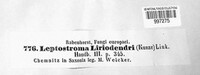 Leptostroma liriodendri image